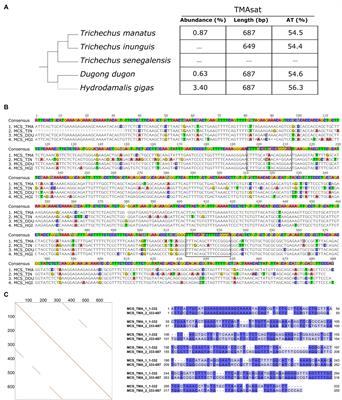 First Description of a Satellite DNA in Manatees’ Centromeric Regions